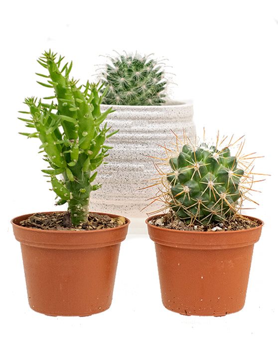 Cactus Collection | XS | 3