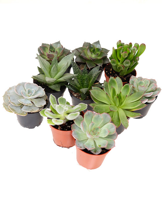 Collection de succulentes | 2.5