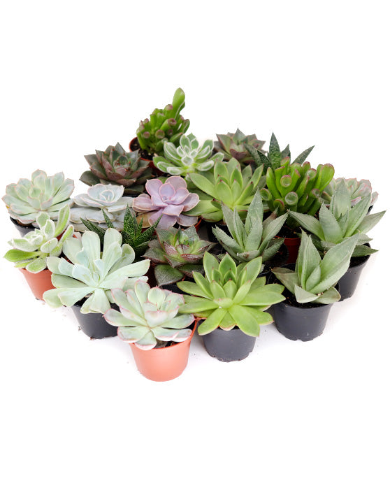 Collection de succulentes | 2.5