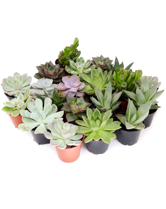 Succulent Collection | 2.5" | Assorted