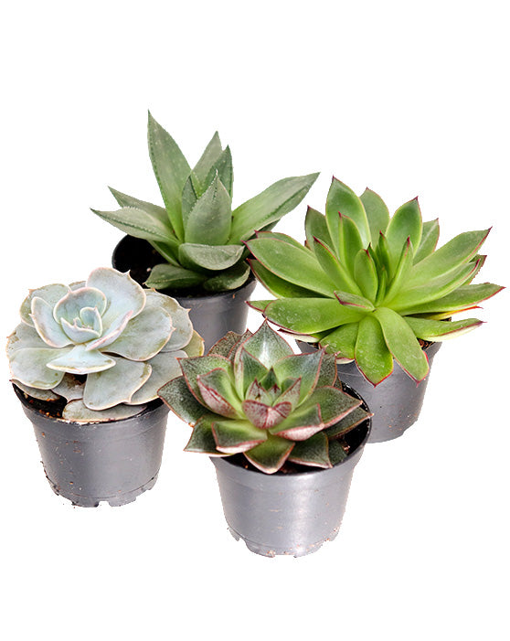 Collection de succulentes | 2.5