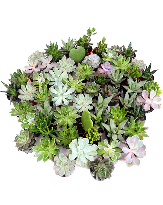 Collection de succulentes | 2.5" | Assorties