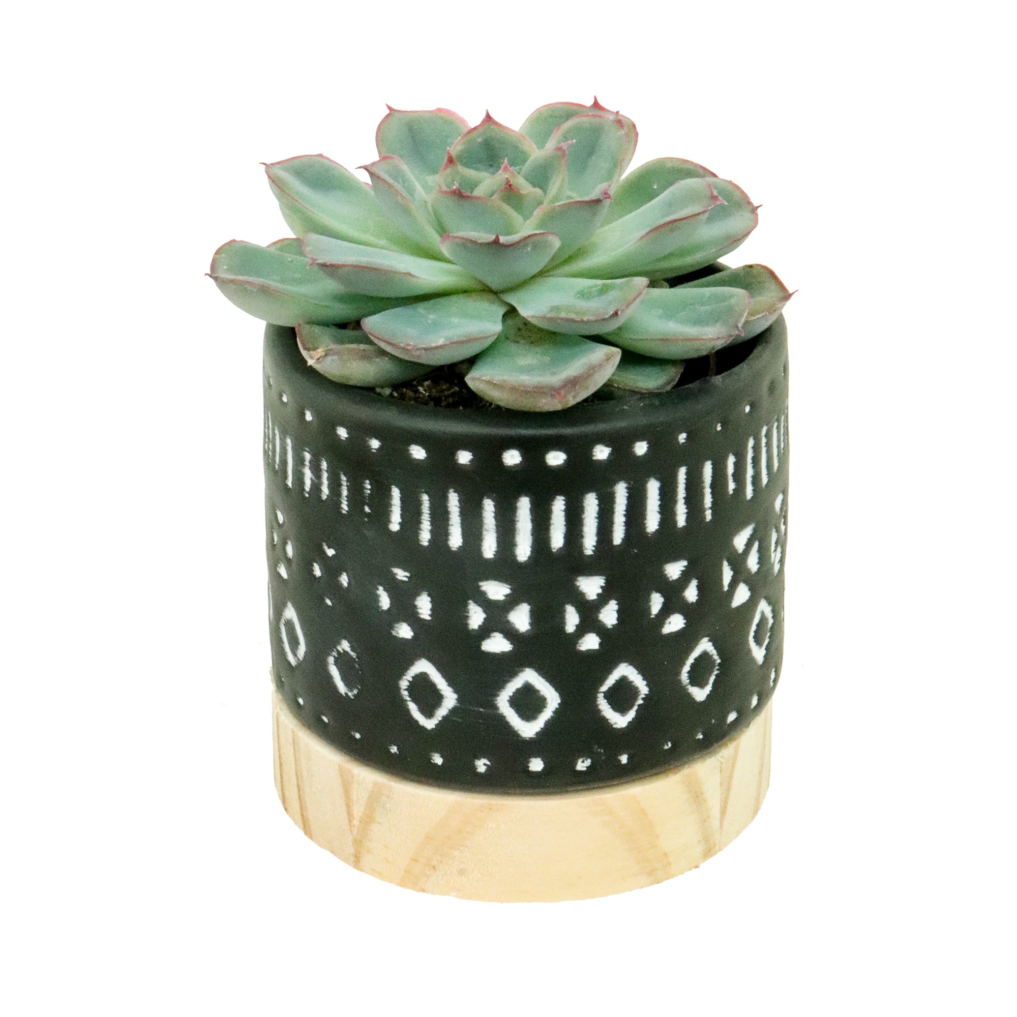 Collection de succulentes Navaho | XS | 2.5 Inch