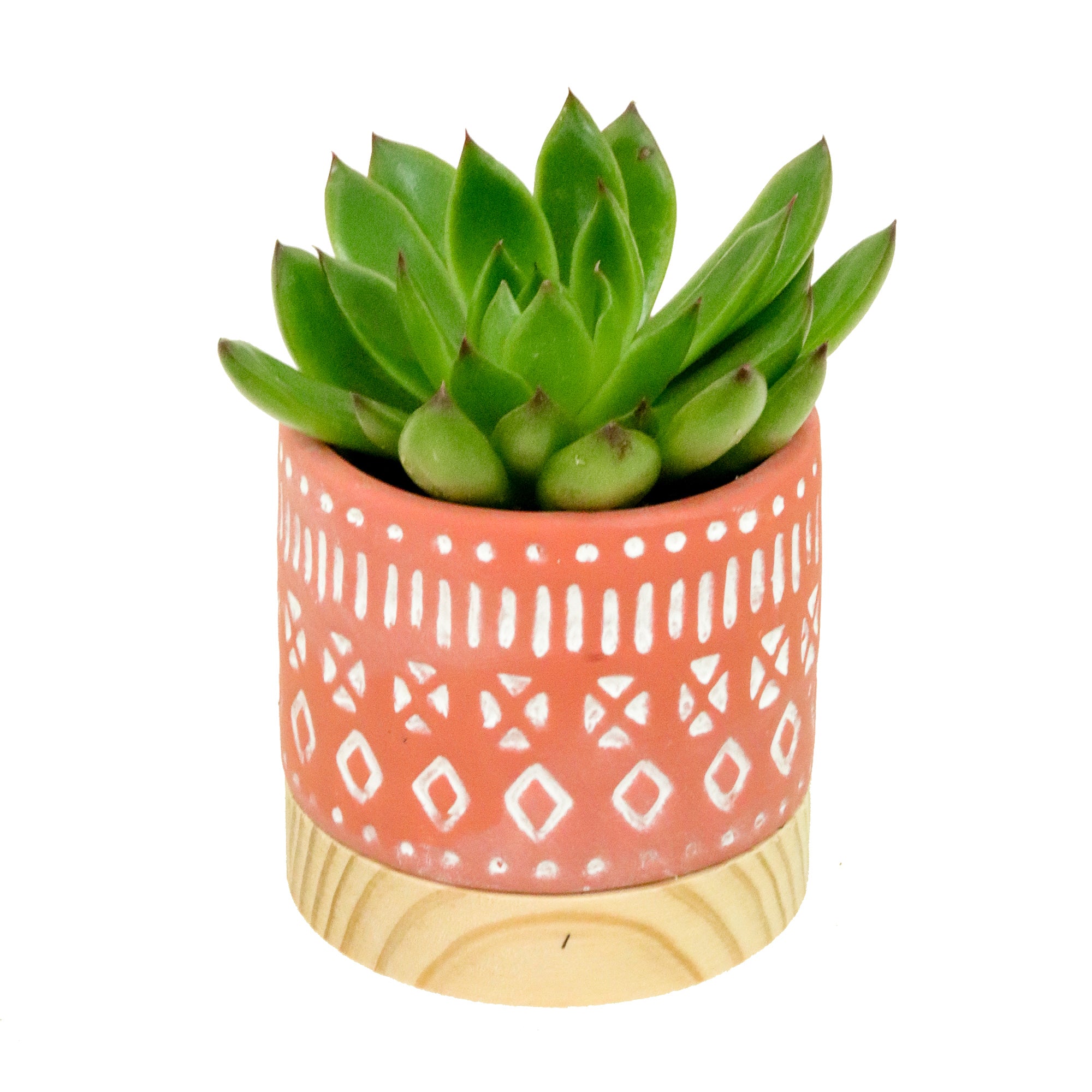 Collection de succulentes Navaho | XS | 2.5 Inch