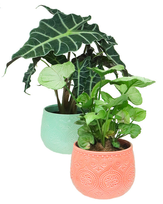 6" Coral Bali Pot with a Palm, Variegated Peperomia and Pink Splash Garden