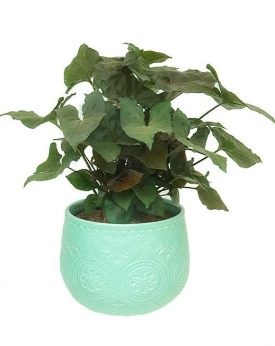 Bali Ceramic Pot | M | 6.5 Inch | Mint