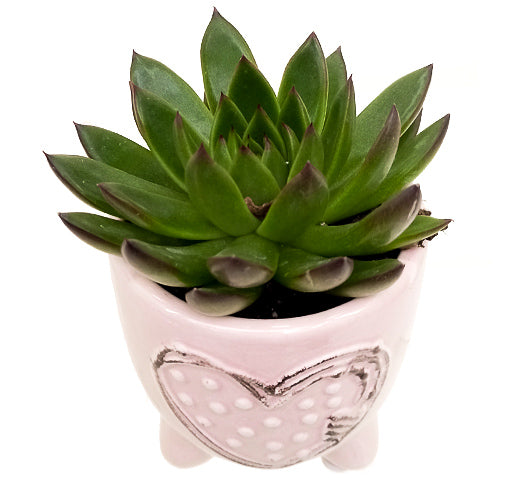 Echeveria agavoides 