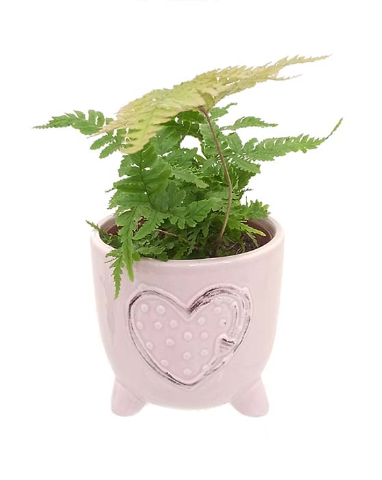 Pink 4" Bliss pot with Autumn Fern