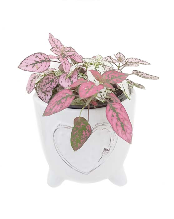 Pot de 5 pouces Selfie (rose)