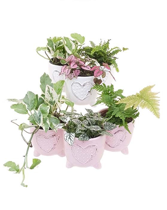 Pink and White 4" Bliss pots with Ferns, Splash and pothos
