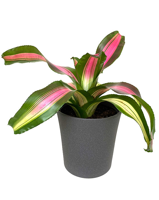 Bromeliad Neoregelia | Pink, Green & Yellow
