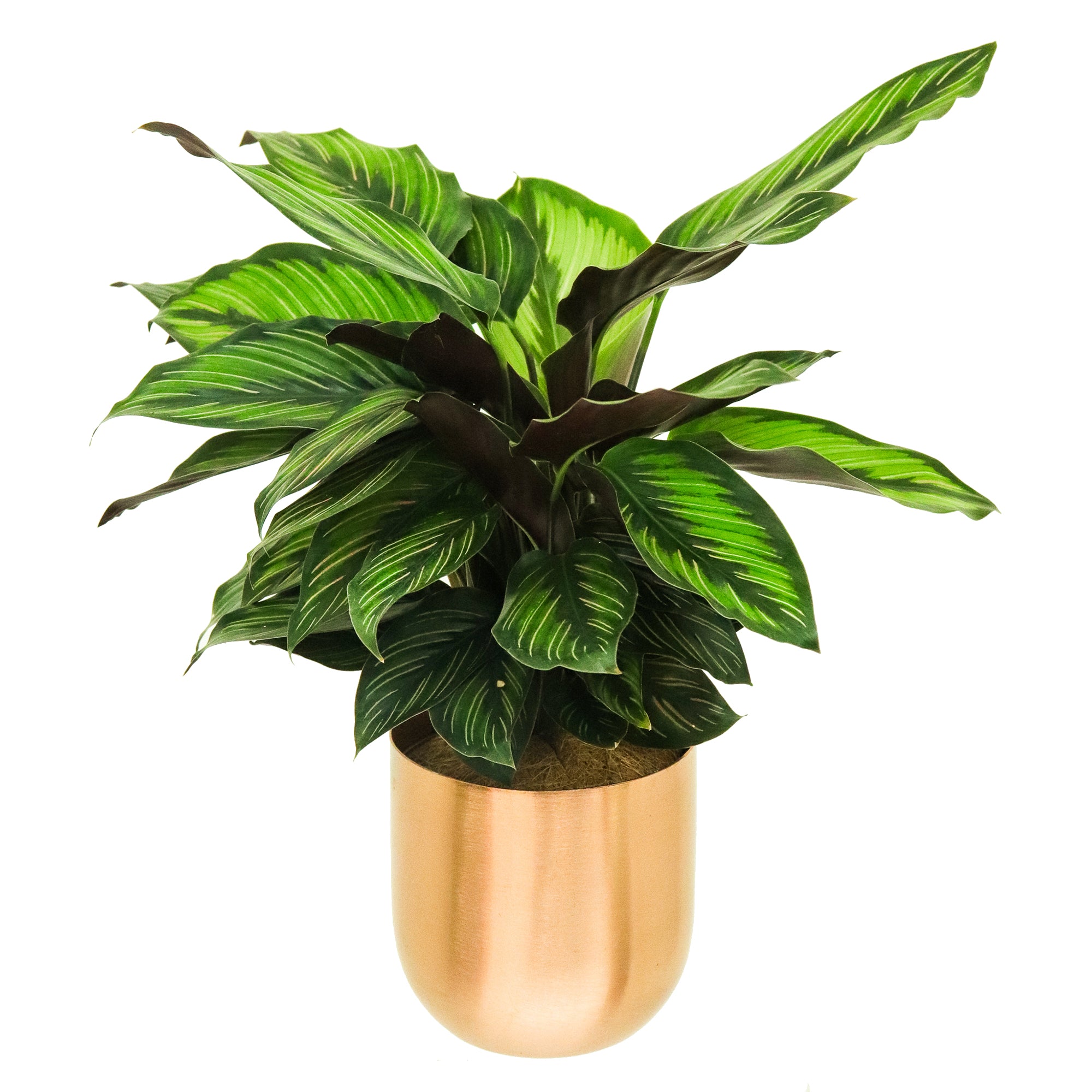 Pet-Friendly Houseplant Collection in Fantina Pot 4-Pack