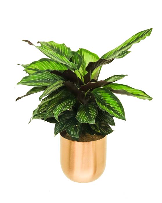 Air-Purifying Collection in Copper Pots (4-Pack)