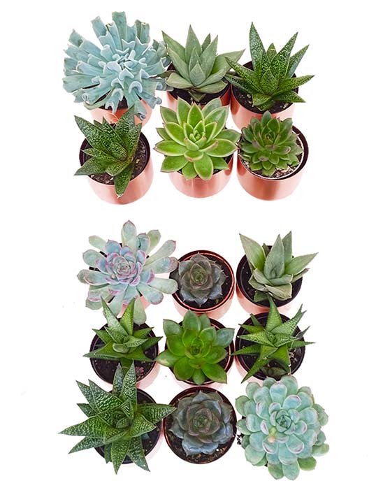 Succulent Collection with Copper Brushed Pots | XS | 2.5 Inch