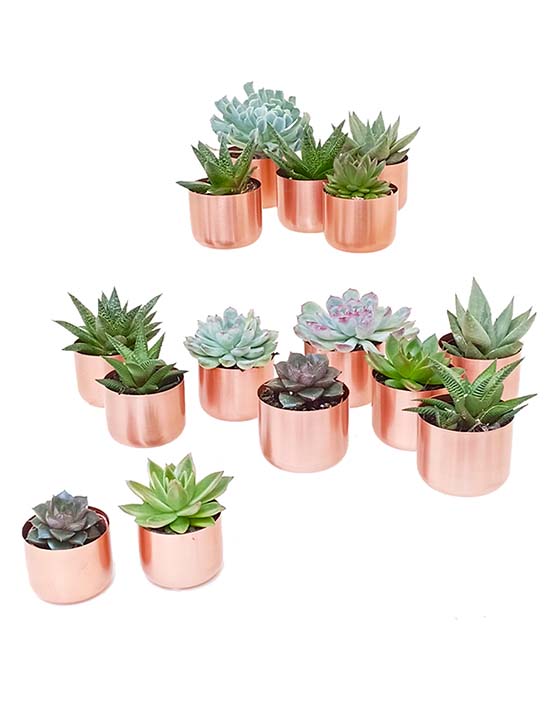 Collection de succulentes avec pots en cuivre brossé | XS | 2.5 Inch