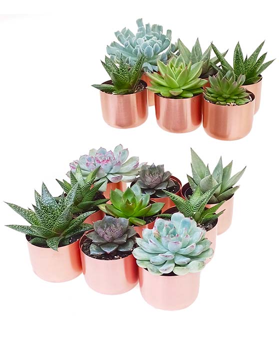 Collection de succulentes avec pots en cuivre brossé | XS | 2.5 Inch