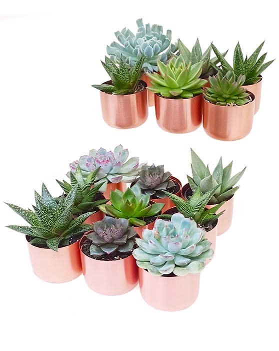 Succulent Collection with Copper Brushed Pots | XS | 2.5 Inch