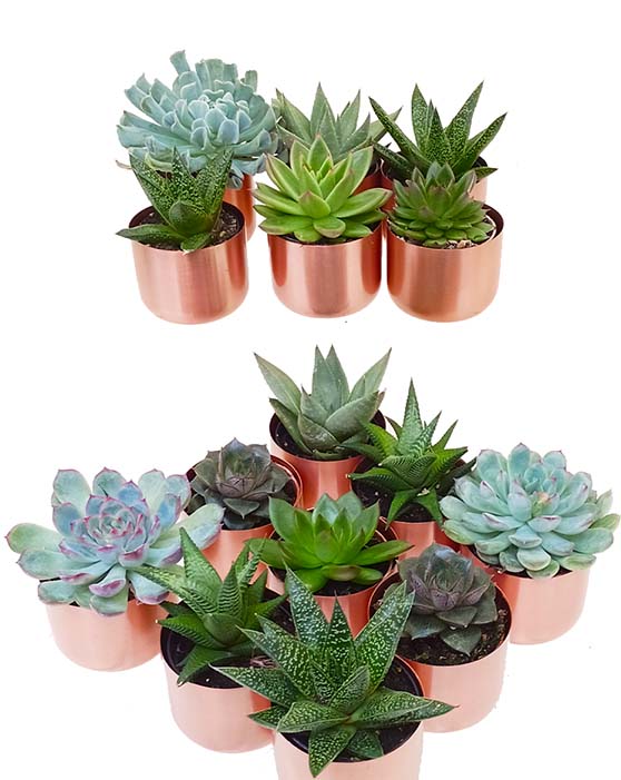 Collection de succulentes avec pots en cuivre brossé | XS | 2.5 Inch