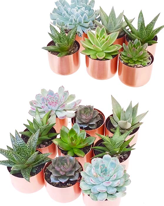 Collection de succulentes avec pots en cuivre brossé | XS | 2.5 Inch