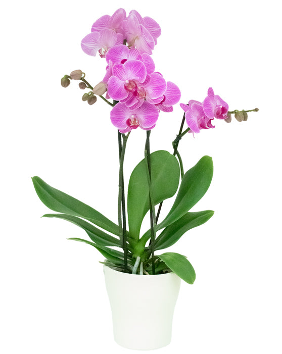 Orchid Maxima + Ceramic Pot | Multi-Stem | Phalaenopsis