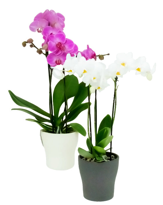 Orchid Maxima + Ceramic Pot | Multi-Stem | Phalaenopsis