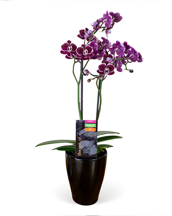 Orchid Piccola + Pot | S | Multi-Tiges | Phalaenopsis | Livraison locale uniquement