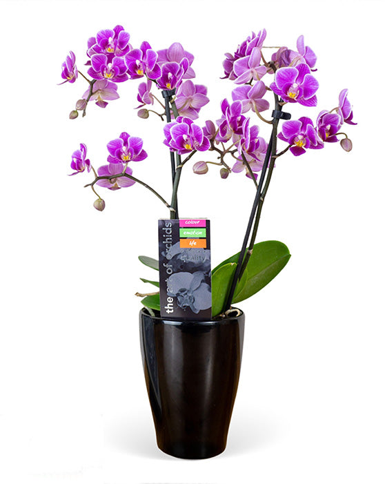 Orchid Piccola + Pot | S | Multi-Tiges | Phalaenopsis | Livraison locale uniquement