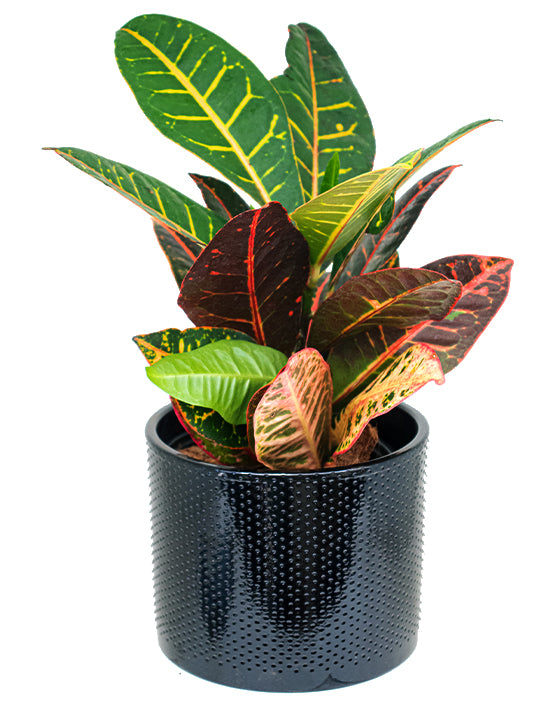 Croton Petra