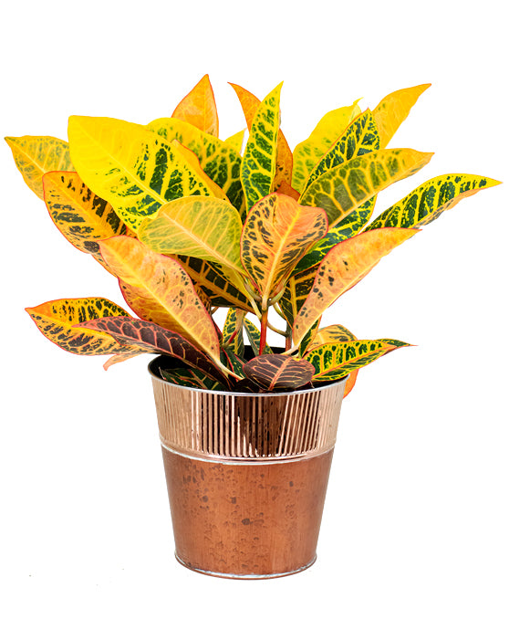 Croton Petra