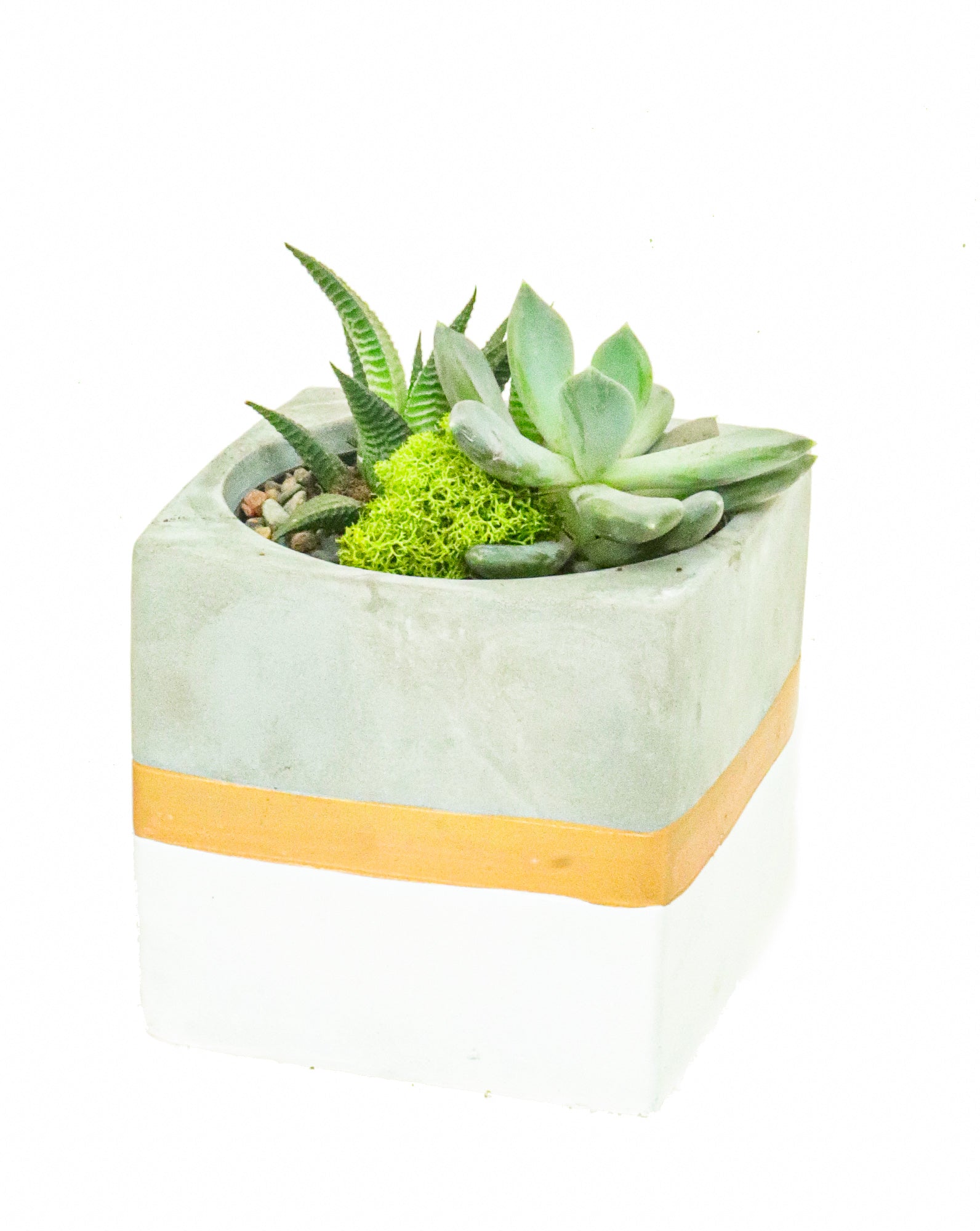 Jardin de succulentes de table 
