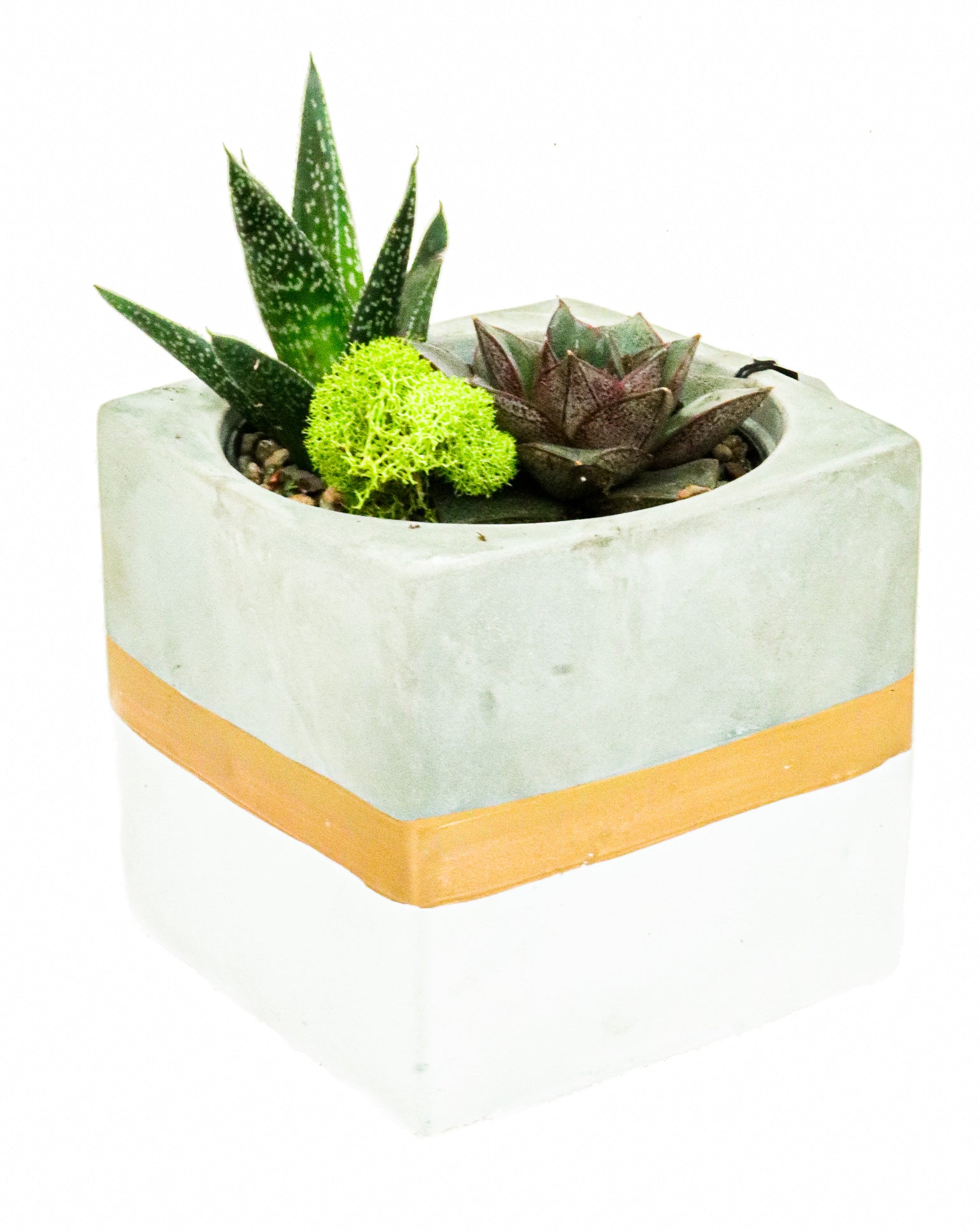 Jardin de succulentes de table 