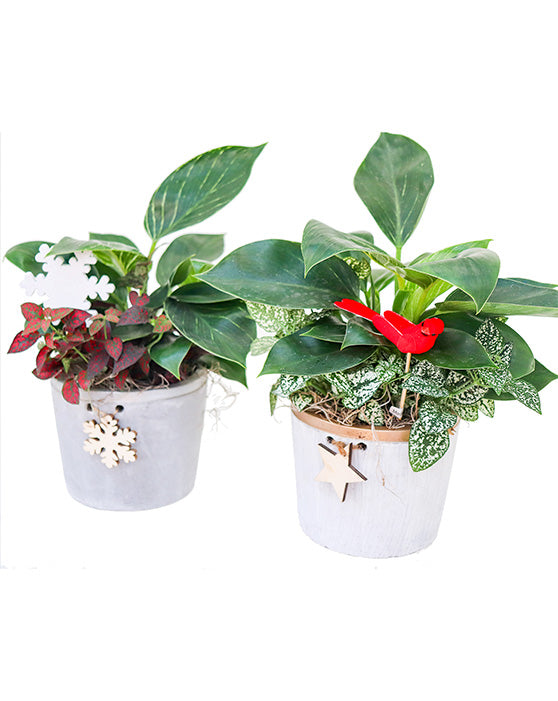 Denver Winter Garden | Pot & Plantes | 4.5 Inch | Béton