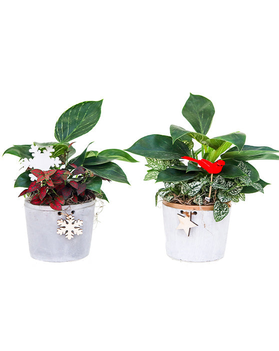 Denver Winter Garden | Pot & Plantes | 4.5 Inch | Béton