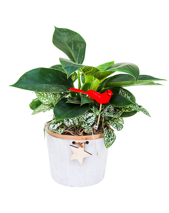 Denver Winter Garden | Pot & Plantes | 4.5 Inch | Béton