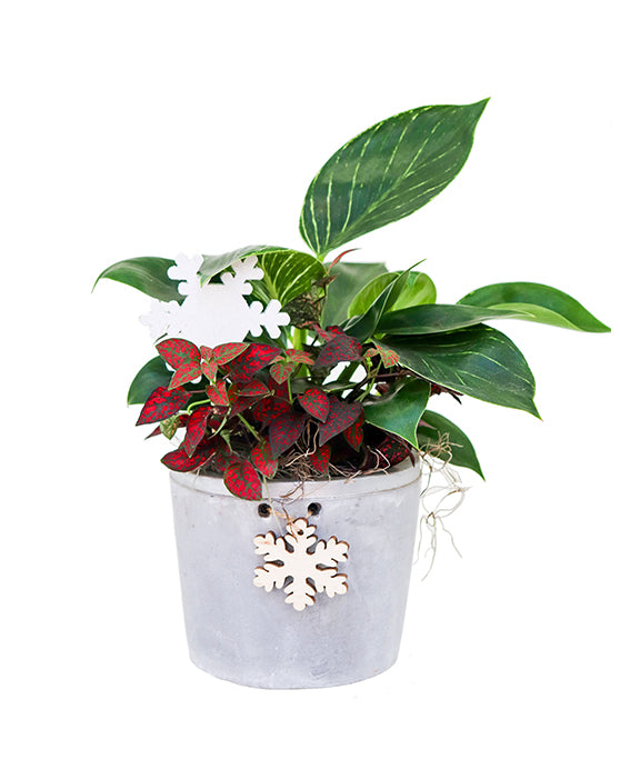 Denver Winter Garden | Pot & Plantes | 4.5 Inch | Béton