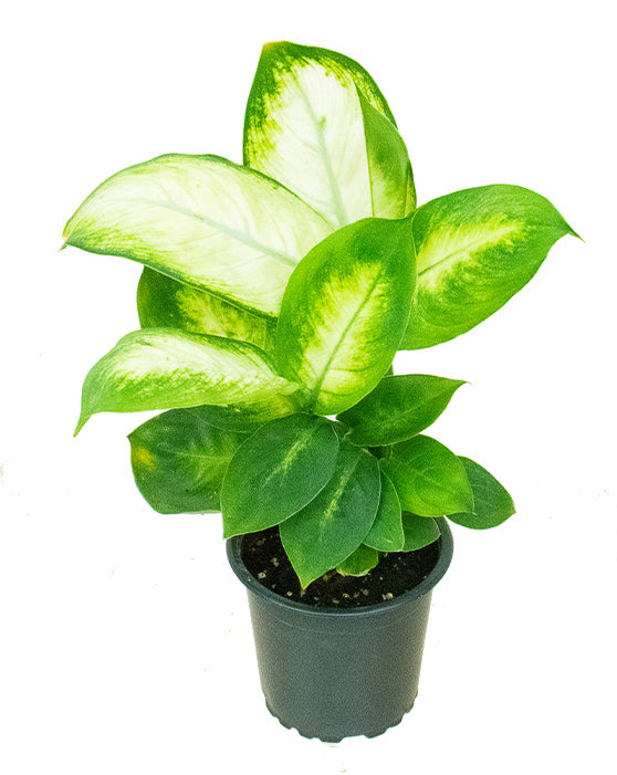 Dieffenbachia Camille 'Dumb Cane'
