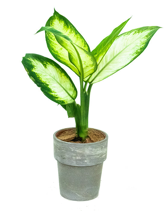 Dieffenbachia Camille 'Dumb Cane'