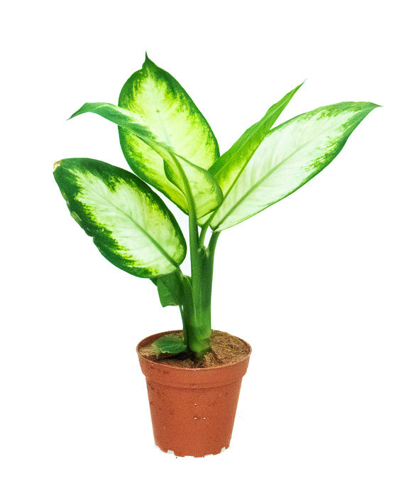 Dieffenbachia Camille 'Dumb Cane'