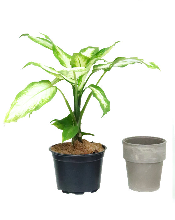 Dieffenbachia Camille 'Dumb Cane'