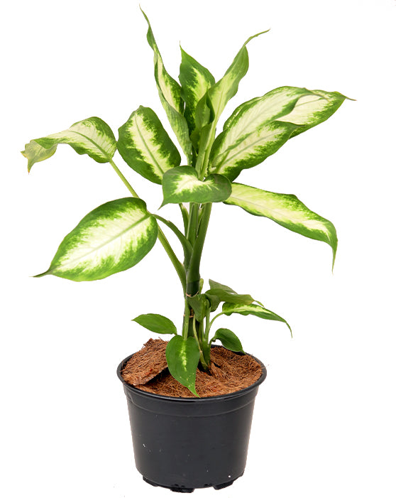 Dieffenbachia Camille 'Dumb Cane'