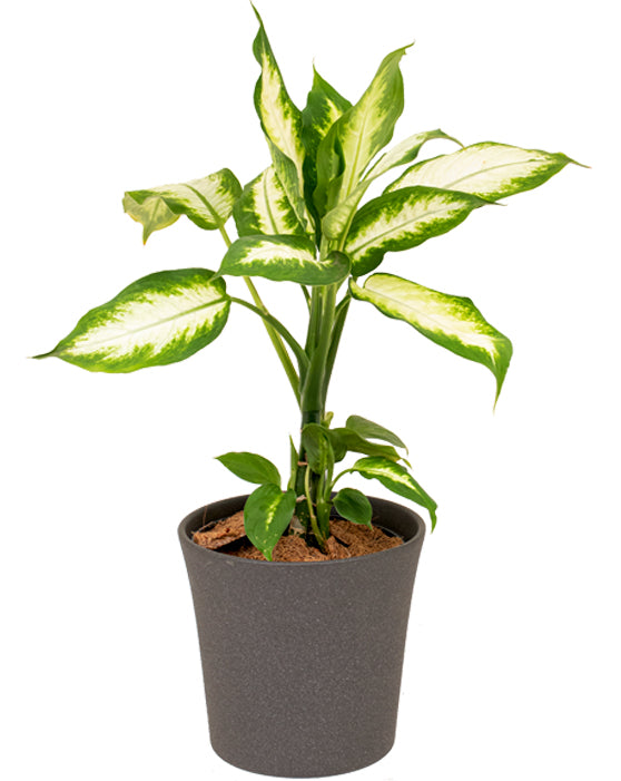 Dieffenbachia Camille 'Dumb Cane'