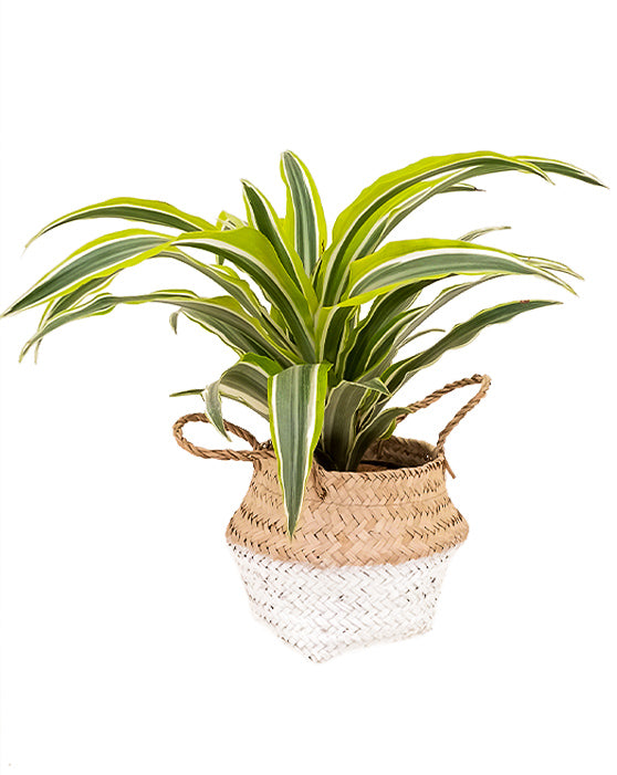 Seagrass Foldable Basket with Liner [S] | 4.5 Inch