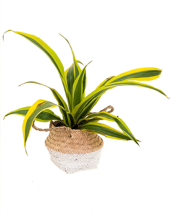 Seagrass Foldable Basket with Liner [S] | 4.5 Inch