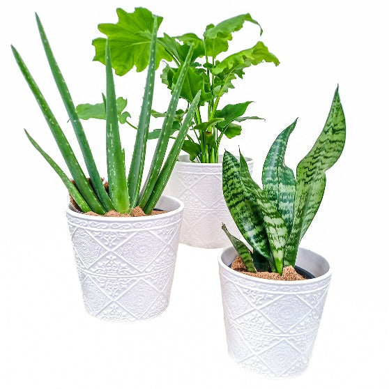 Aloe Vera | Barbadensis