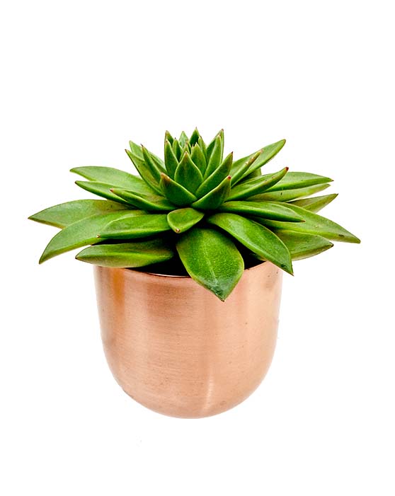 Echeveria agavoides 'Lipstick Echeveria' 3.5 à 4