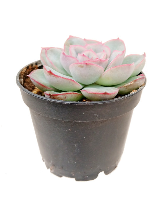 Echeveria Pulidonis 'Mystérieux' 
