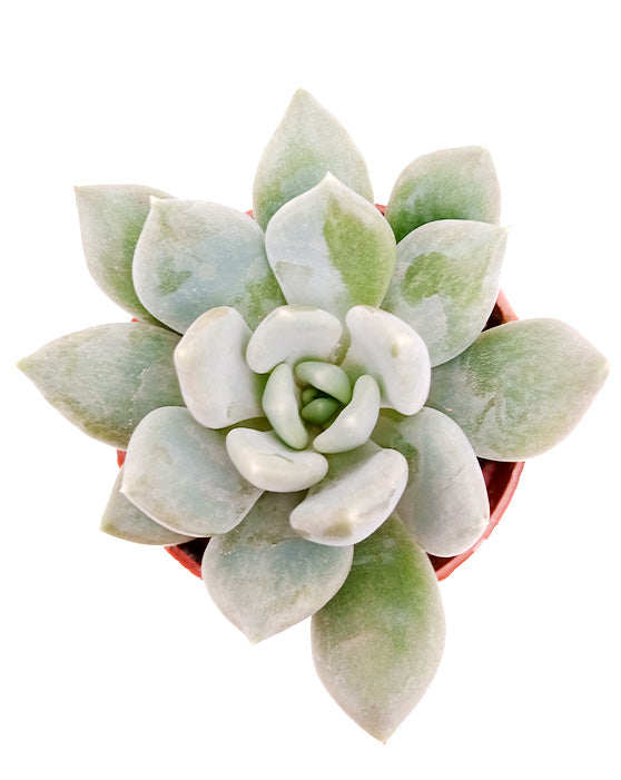 Echeveria Azul | XS | 2.5 Inch