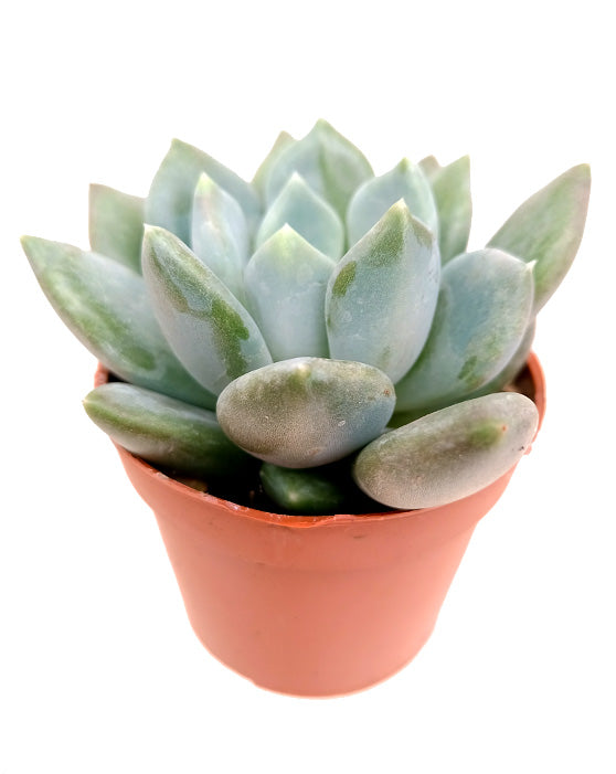Echeveria Azul | XS | 2.5 Inch