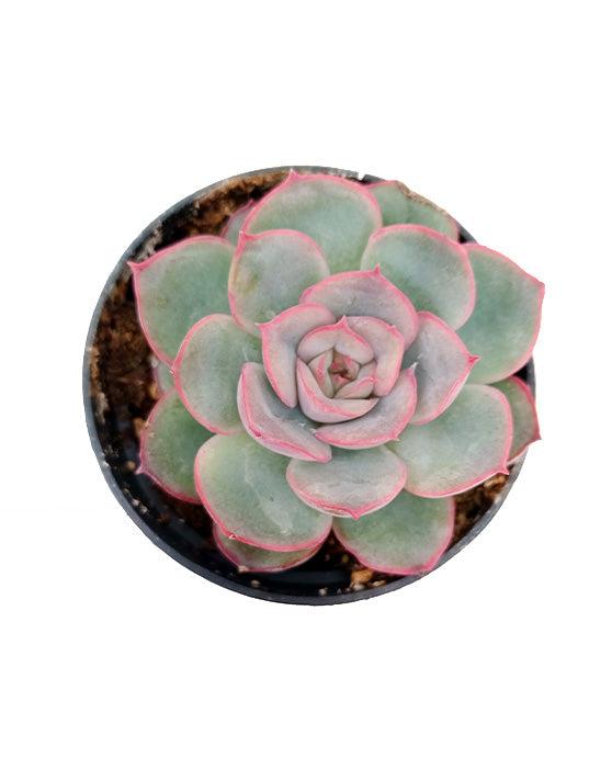 Echeveria Pulidonis 'Mystérieux' 