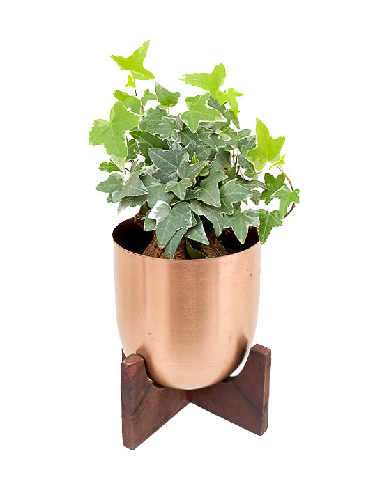 Variegated Ivy in Copper Fantina Pot with Stand